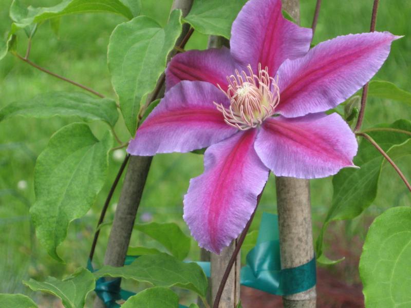 clematis on stake